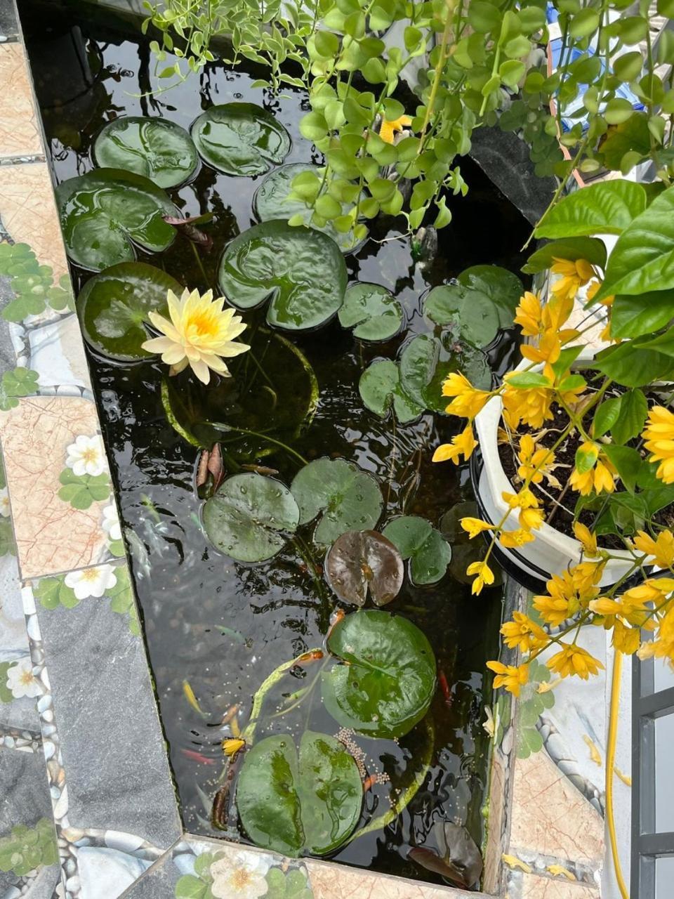 Oasis Homestay Hoi An Exteriör bild
